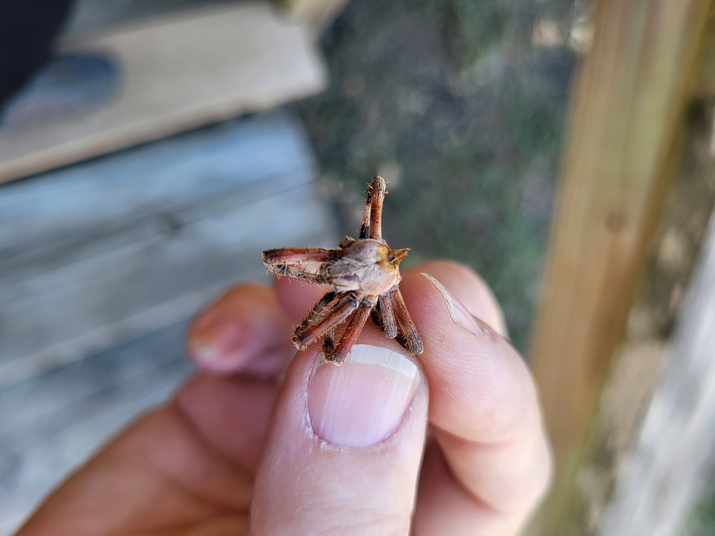 Spotted Orbweavers from SamsungPioneer Crossing, Austin, TX, USA on