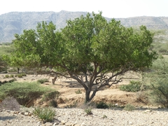 Dobera glabra
