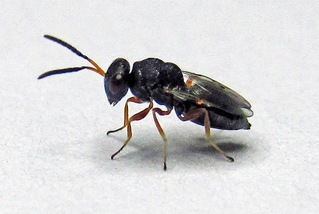Pteromalus