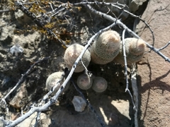 Epithelantha greggii polycephala