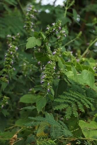 Image of Anisomeles indica by no rights reserved