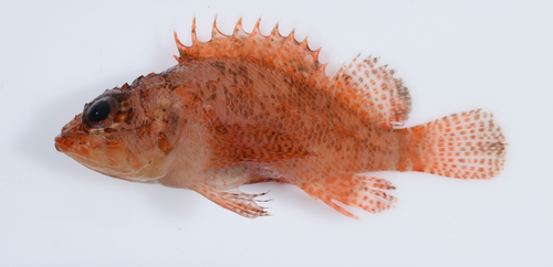 Smith's scorpionfish (Scorpaenodes smithi) — Scorpaenidae