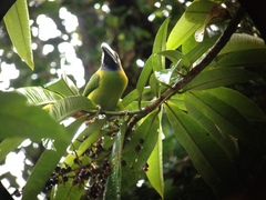 Aulacorhynchus prasinus caeruleogularis