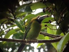 Aulacorhynchus prasinus caeruleogularis