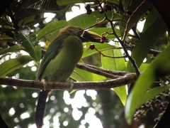 Aulacorhynchus prasinus caeruleogularis