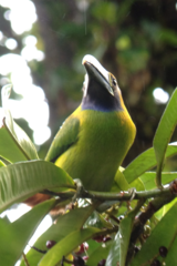 Aulacorhynchus prasinus caeruleogularis