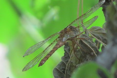 Neurocordulia xanthosoma