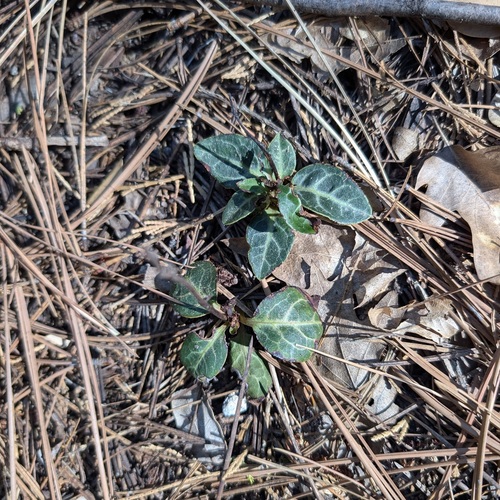 iNaturalist observation photo of white-veined wintergreen