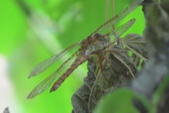 Neurocordulia xanthosoma