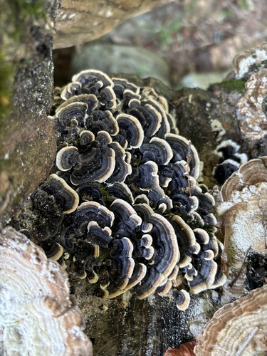Trametes versicolor