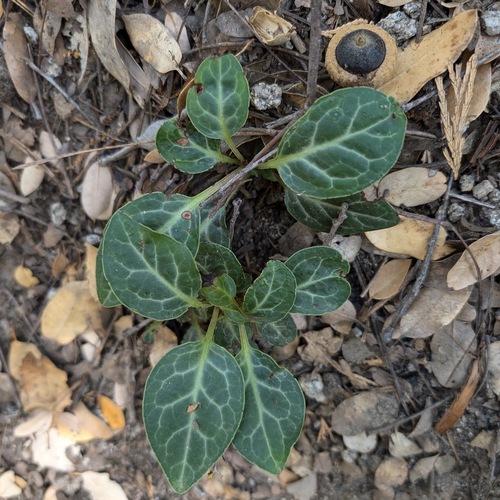 iNaturalist observation photo of white-veined wintergreen