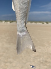 Menticirrhus littoralis