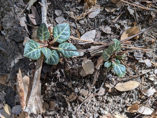iNaturalist observation photo of white-veined wintergreen