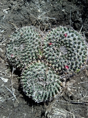 Mammillaria pseudocrucigera