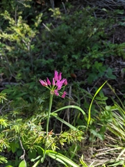 Allium brevistylum