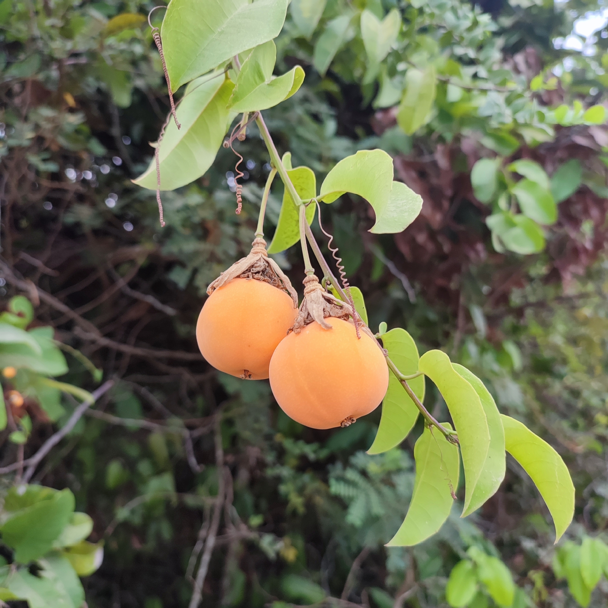 Passiflora laurifolia