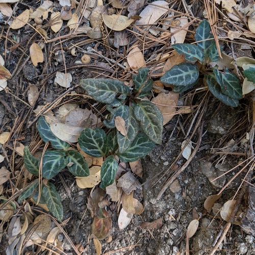 iNaturalist observation photo of white-veined wintergreen