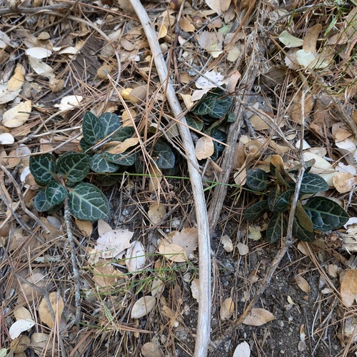 iNaturalist observation photo of white-veined wintergreen