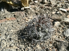 Astrophytum capricorne