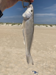 Menticirrhus littoralis