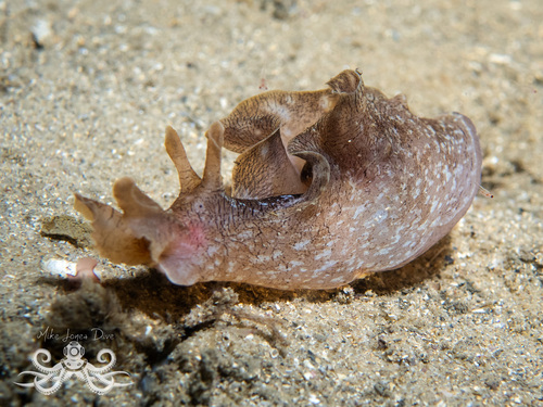 Aplysia sydneyensis G.B.Sowerby I, 1869