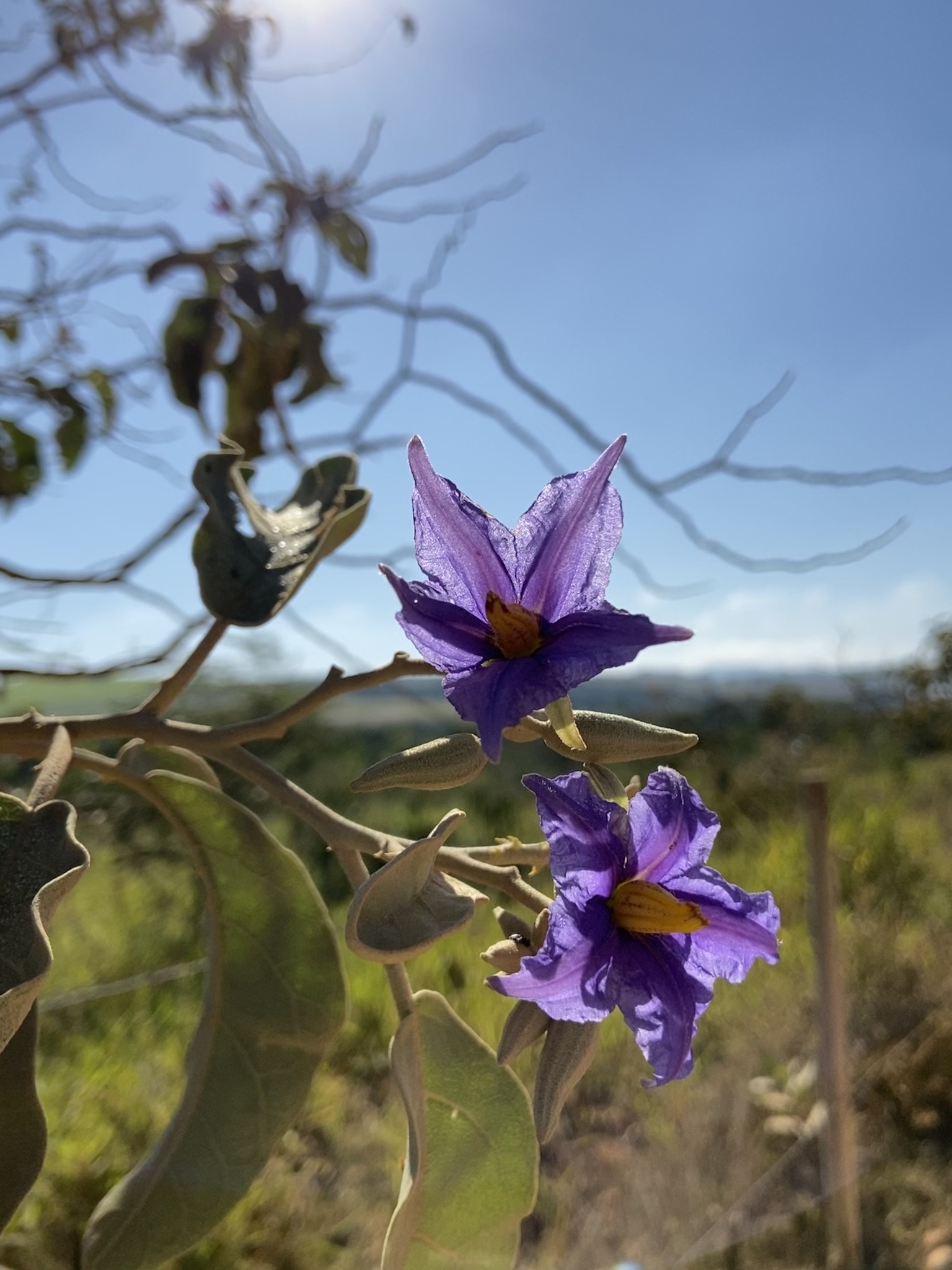 Solanum lycocarpum