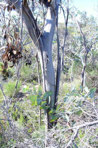 Eucalyptus stoatei, photograph 5