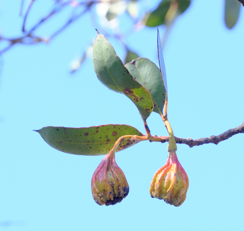 Eucalyptus stoatei, photograph 6