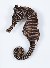 Zebra Seahorse photo 2