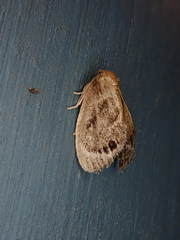 Packardia elegans