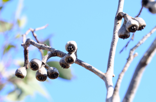 Image of Eucalyptus kessellii by (c) Peter Crowcroft, some rights reserved (CC BY)