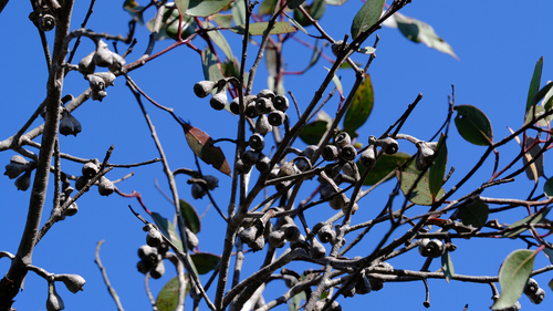 Image of Eucalyptus kessellii by (c) Peter Crowcroft, some rights reserved (CC BY)