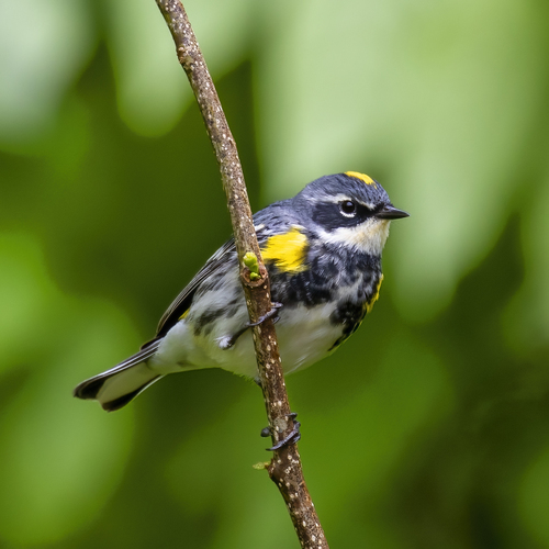 Photo de référence : Paruline à croupion jaune
