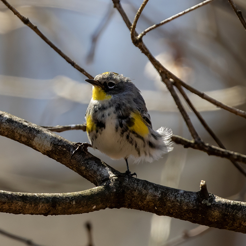 Audubon's Warbler photographed in Georgia