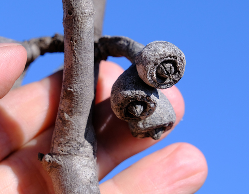 Image of Eucalyptus kessellii by (c) Peter Crowcroft, some rights reserved (CC BY)