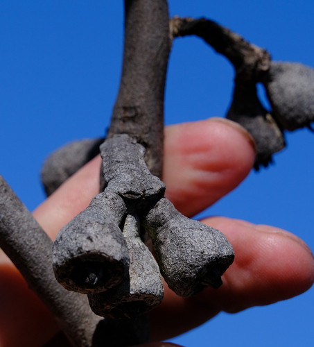 Image of Eucalyptus kessellii by (c) Peter Crowcroft, some rights reserved (CC BY)