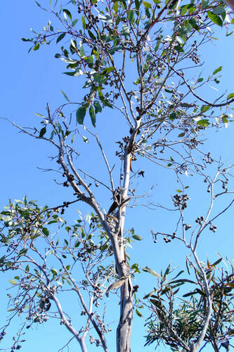 Image of Eucalyptus kessellii by (c) Peter Crowcroft, some rights reserved (CC BY)