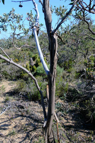 Image of Eucalyptus kessellii by (c) Peter Crowcroft, some rights reserved (CC BY)