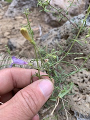 Penstemon roezlii