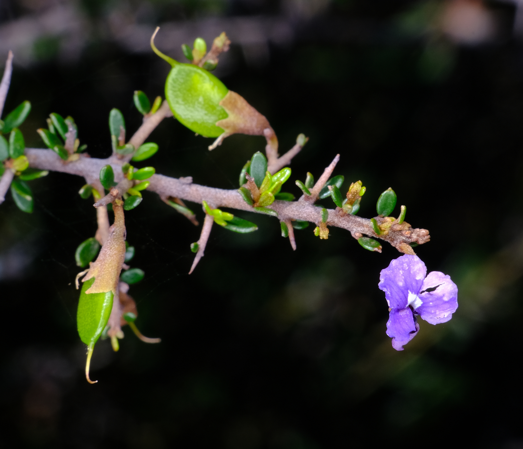 Hovea acanthoclada