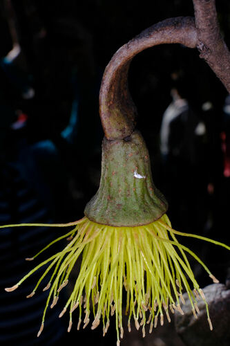 Image of Eucalyptus megacornuta by (c) Peter Crowcroft, some rights reserved (CC BY)