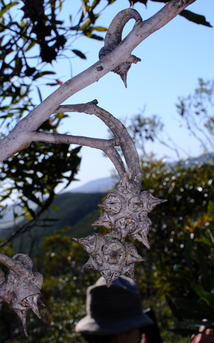 Image of Eucalyptus lehmannii by (c) Peter Crowcroft, some rights reserved (CC BY)