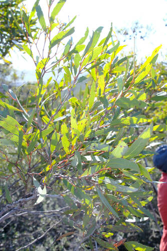 Image of Eucalyptus lehmannii by (c) Peter Crowcroft, some rights reserved (CC BY)
