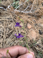 Penstemon roezlii
