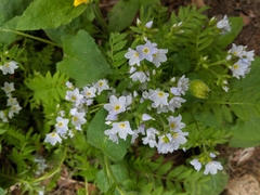Polemonium pulcherrimum delicatum