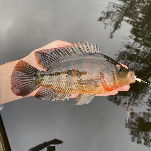 Mayan Cichlid