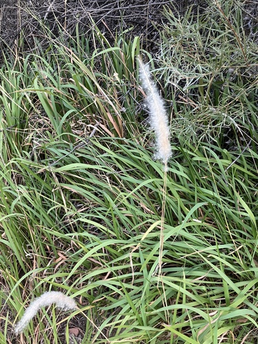 Image of Imperata brevifolia by no rights reserved