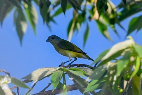 West Mexican Euphonia (Euphonia godmani), photo 6