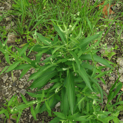Helenium autumnale