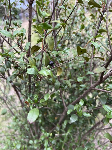 Eugenia sulcata, 2024-10-16
